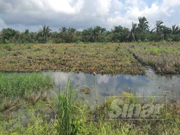 Kawasan kebun nanas ditenggelami air termenung di Kampung Parit Yasin, Benut.
