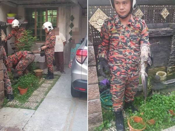 Anggota bomba menunjukkan ikan keli yang ditangkap di dalam kolam di rumah wanita terbabit yang didakwa menyengat kucing wanita terbabit hingga mati. - FOTO: IHSAN JBPM SELANGOR
