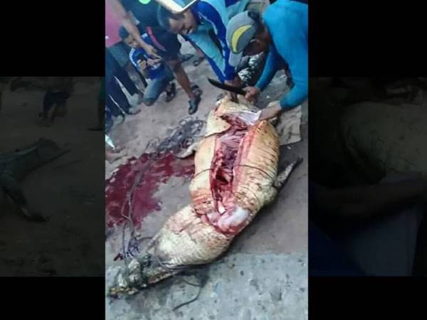 Penduduk kampung membelah perut buaya yang membaham seorang petani di Siak, Riau.