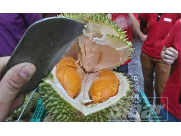 Durian Tok Merah menjadi antara pilihan kegemaran pengunjung.