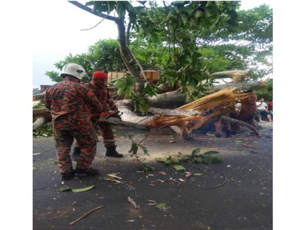 Anggota bomba menggunakan pemotong hidraulik untuk mengalihkan pokok yang tumbang di tengah jalan terbabit. - FOTO IHSAN BOMBA 