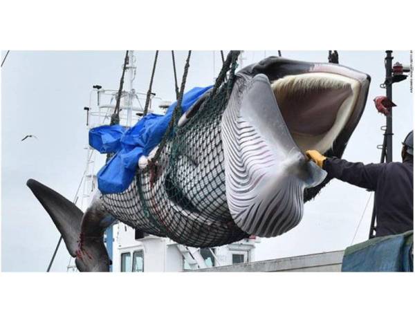 Ikan paus jenis minke yang dibawa ke pelabuhan Kushiro, Hokkaido pada Isnin.