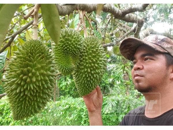 Mohd Tamizi membuat rondaan di dusun duriannya di Jerung Surau.