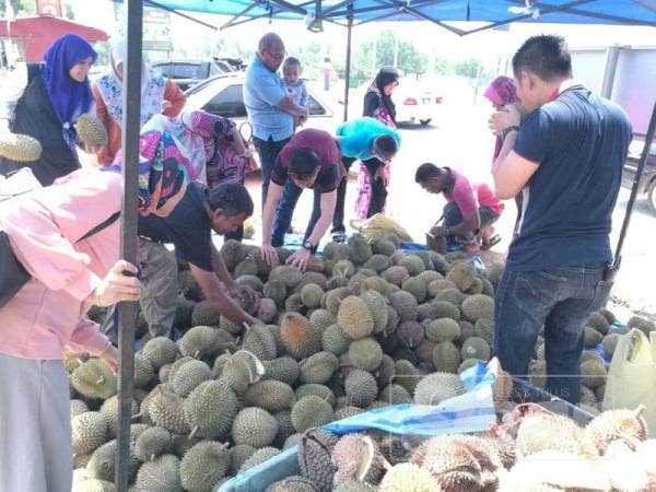 Orang ramai sedang memilih buah durian yang dijual dengan harga RM10 sebiji di gerai Mohd Azli dekat Kampung Raja pagi tadi.