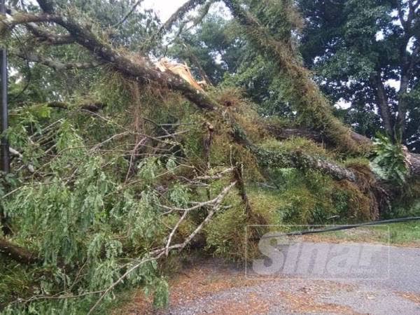 Ribut turut menyebabkan pokok tumbang di Kampung Tok Dir.
