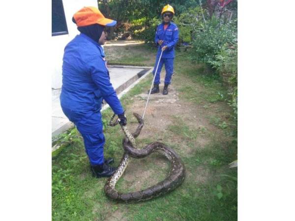 Ular sawa batik anggaran berat 18kg ditemui dekat sebuah rumah di Jalan Pekan Merbok pagi tadi.