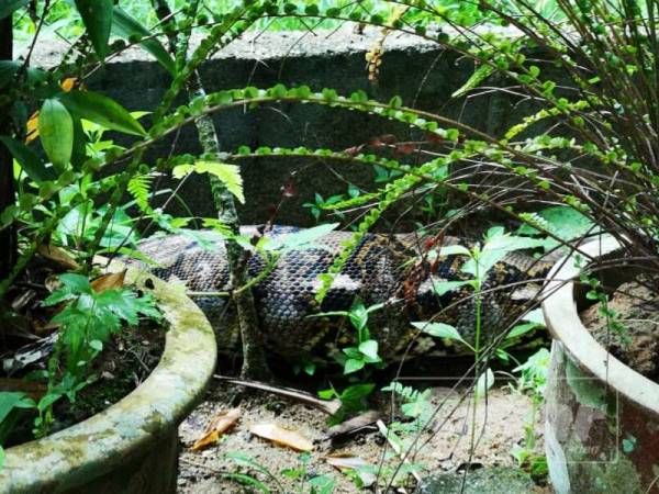 Maziah terpandang sawa batik ketika sekumpulan kera memberi isyarat dengan mengeluarkan bunyi bising.