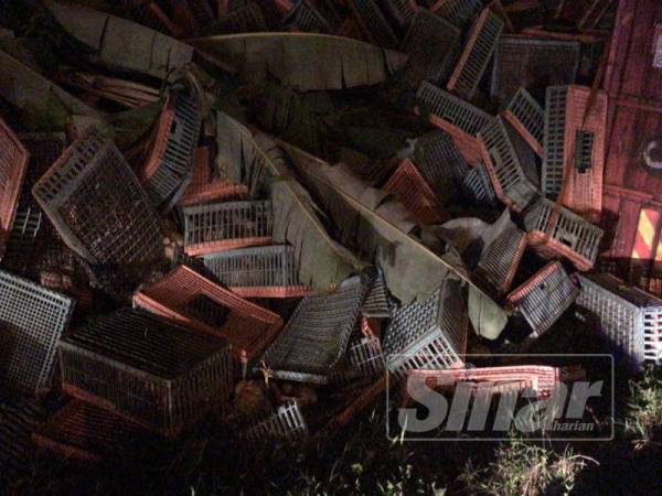 Muatan ayam berselerak di lokasi kejadian.