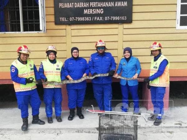 Anggota APM Mersing menunjukkan ular sawa yang dijumpai dalam tandas gelanggang futsal Taman Sri Mersing pagi tadi.