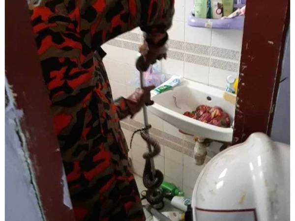 Ular sawa yang berjaya ditangkap anggota BBP Bukit Angin selepas ditemui di dalam bilik air di Taman Temerloh Jaya hari ini.- Foto Bomba