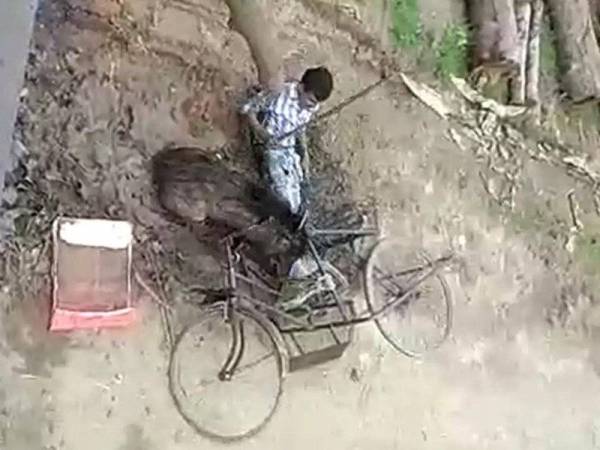 Imej rakaman video seorang penarik beca diserang babi hutan dalam kejadian di negeri Maharashtra, India.
