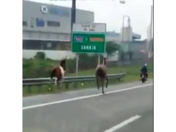 Aksi dua ekor kuda berlari di lalauan kecemasan Lebuhraya PLUS menghala Sungai Dua, Pulau Pinang.