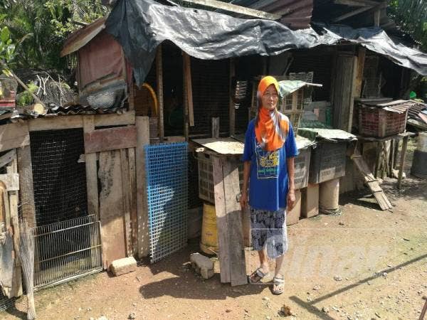 Kami turut menternak ayam kampung.