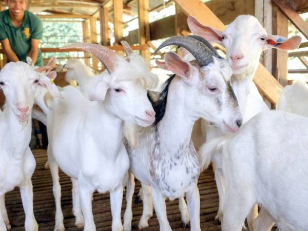 Seekor kambing 'handsome' yang dinamakan Remos (dua dari kiri) menjadi tular baru-baru ini kerana keunikan sifatnya yang mempunyai jambul yang berbelah tengah serta janggut panjang berwarna putih kekuningan. - Foto Bernama