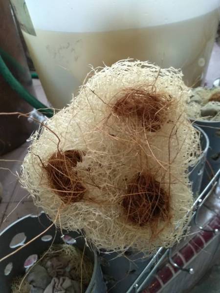 Sabut kelapa dimasukkan ke dalam lubang yang terdapat pada sabut petola.