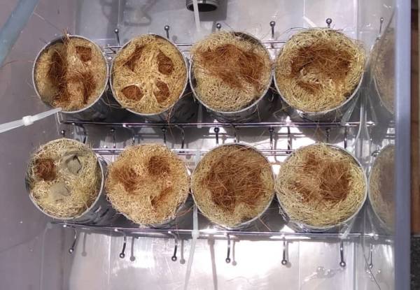 Colufnas berorientasikan kepada aplikasi geotekstil semula jadi daripada serat petola sebagai bahan penapis.