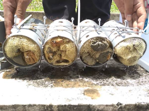 Colufnas menggabungkan serat geotekstil dari sabut petola, sabut kelapa dan kayu arang diaktifkan.