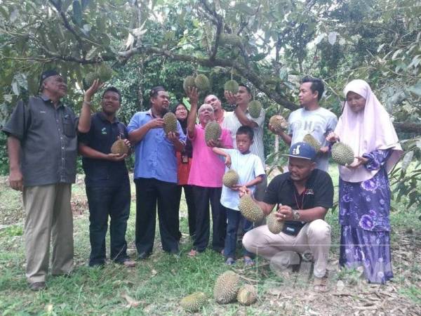 Fauzi (tiga dari kiri) melihat durian di kebun milik Kamaruddin di Kampung Pengkalan Sentul petang tadi.