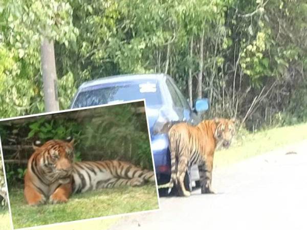 Persatuan Haiwan bimbang nasib harimau