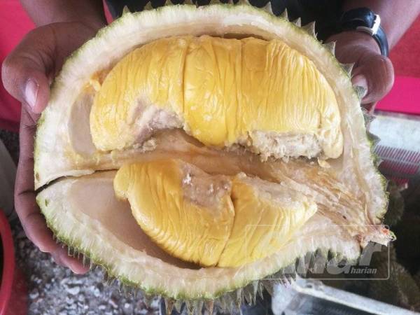 Musang King Tanah Merah mempunyai kualiti tersendiri.