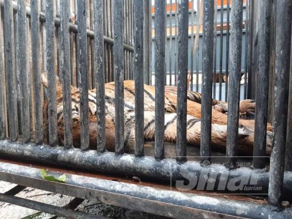 Harimau belang yang ditangkap semalam disahkan dari spesies Harimau Malaya.