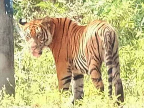 Kemunculan pak belang menimbulkan keresahan penduduk kampung. 