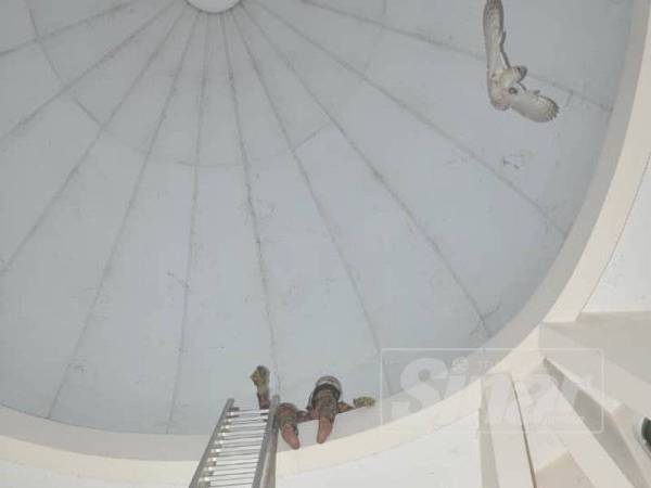 Seorang anggota Bomba dan Penyelamat Kuala Pilah terpaksa memanjat tangga pada ketinggian lebih 10 meter untuk menyelamatkan seekor burung hantu yang terperangkap di dalam Masjid Kariah Desa Anggerik.
