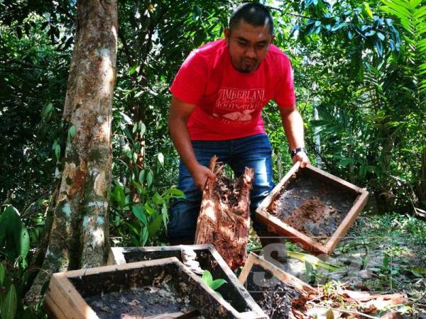 Mohd Yusree menunjukkan sarang kelulut yang dirosakkan beruang berkenaan.