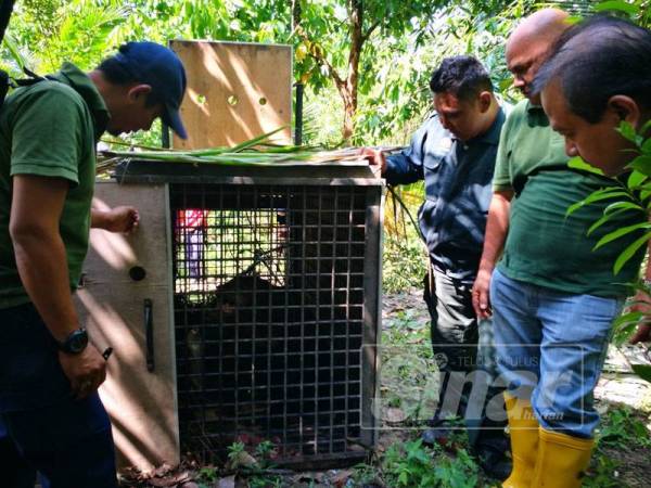 Beruang matahari seberat kira-kira 70 kilogram yang berjaya ditangkap Perhilitan.