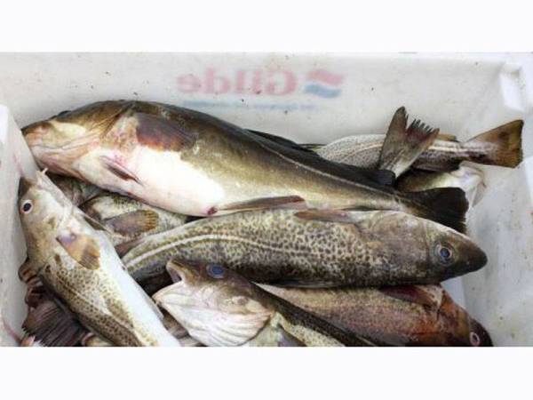  Larangan menangkap ikan kod di sebahagian besar Laut Baltik berkuat kuasa segera.