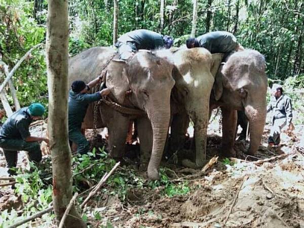 Proses pemindahan gajah liar sedang dilakukan anggota Jabatan Perhilitan Kelantan dan PKGK di sini hari ini.