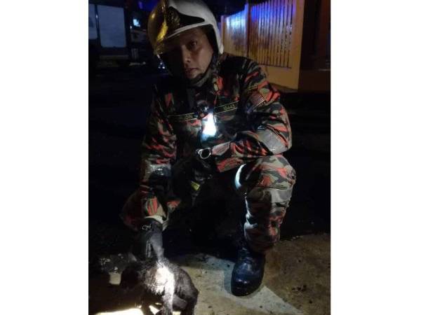 Kucing tersebut berjaya dinaikkan dengan selamat.