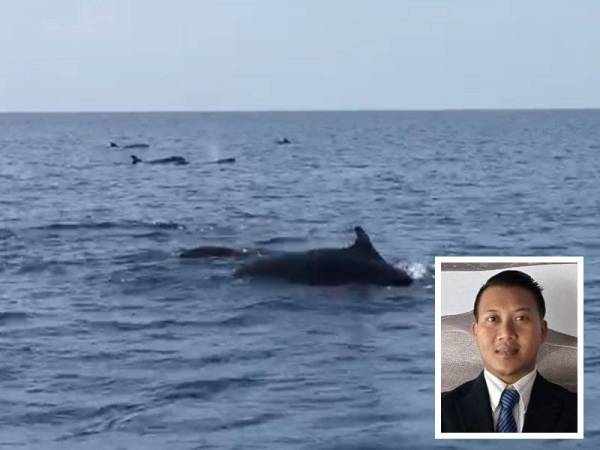 Sekumpulan paus pilot sirip pendek dikesan berenang di berhampiran Pulau Perhentian di perairan Besut kelmarin. (Gambar kecil: Mohd Tamimi)