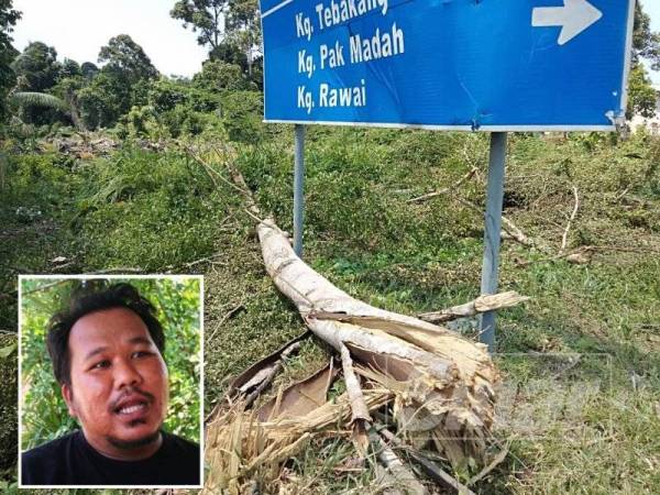Sebanyak lapan hingga 10 pokok bucida molineti atau dikenali sebagai pokok doa berusia lebih lapan tahun menyembah bumi. (Gambar kecil, Mohd Amirul Hafiz Ibrahim)