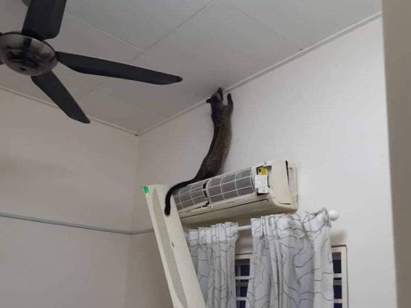 Musang pandan yang tersesat masuk ke dalam sebuah rumah pagi tadi. Foto - FB PBS Saujana Utama