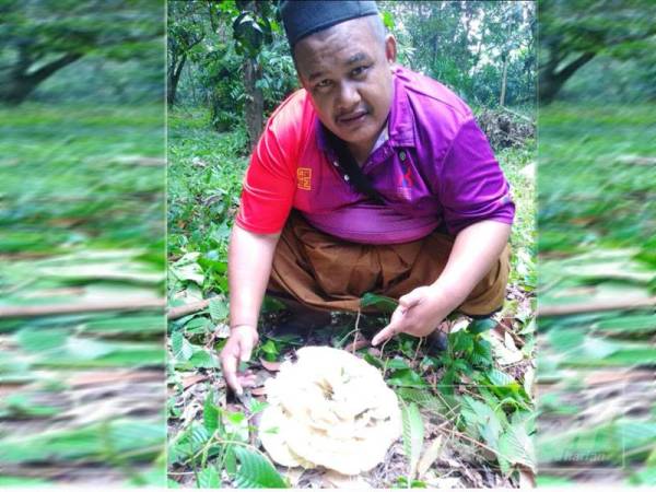Khairudin teruja jumpa kulat unik dalam kebun durian.