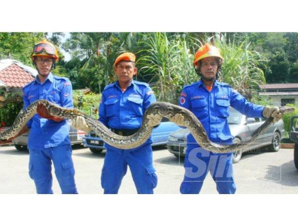 Anggota APM menunjukkan salah seekor ular sawa seberat 20 kilogram yang berjaya ditangkap.
