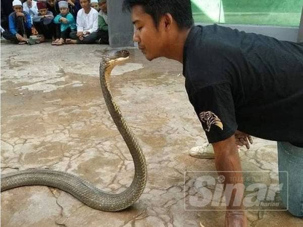 Muhammad Hafiz menunjukkan kemahirannya bermain dengan ular.