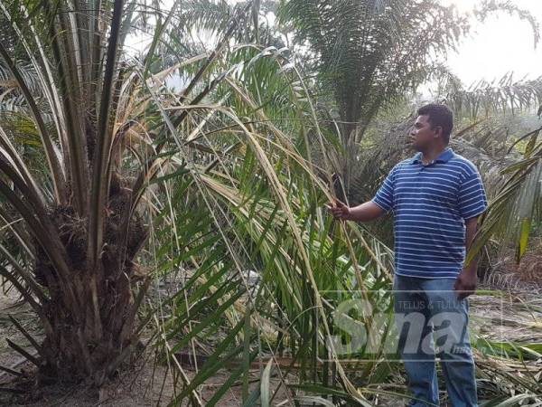 Mohd Rudzi memeriksa pokok sawitnya yang rosak ekoran gajah liar memakan umbut dan pucuk pokok berkenaan.