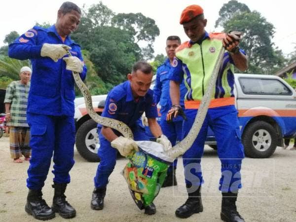 Anggota APM Tumpat diketuai Mohd Lokman Hakim (kanan) berjaya menangkap ular sawa batik yang kekenyangan di Kampung Kubang Batang.