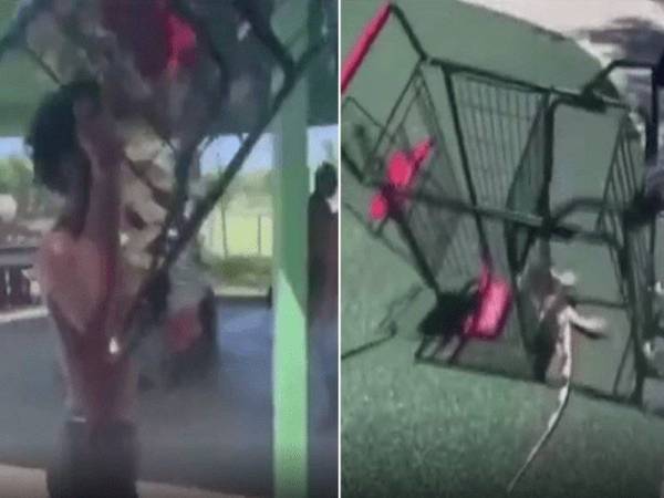  Seorang remaja di Florida menghempas troli ke atas badan seekor iguana. - Folo Local10
