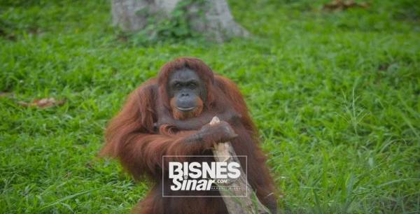 Seekor orang utan memerlukan perbelanjaan sekurang-kurangnya RM13,000 setahun bagi menampung keperluan dietnya.