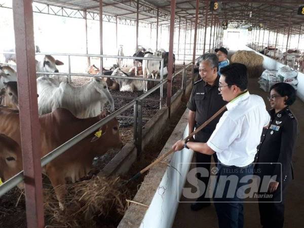 Dari kanan: Lily, Tze Tzin dan Saiful Yazan ketika meninjau keadaan lembu-lembu yang dikuarantin sementara di Bukit Kayu Hitam.