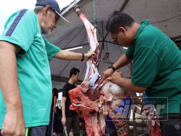 Aktiviti melapah daging dilakukan secara bergotong-royong. - FOTO: ASRIL ASWANDI ABD SHUKOR/ ROSLI TALIB