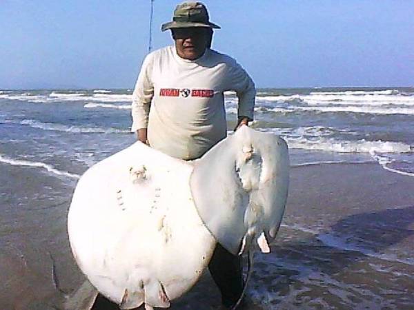 Pantai Sepat terkenal dengan spesis pari bersaiz mega yang pasti menjadi buruan kaki pancing pada pertandingan memancing sempena Malaysia Surfcasting Tour: A Journey To Visit Malaysia 2020 yang akan berlangsung di pantai itu Ahad ini.