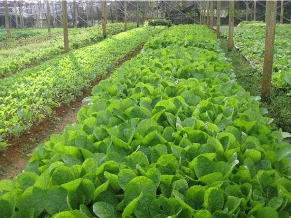 Pekebun kecil merupakan kelompok terpenting industri hiliran di negara ini yang perlu dibantu kerajaan bagi memastikan industri hiliran terus bertapak dan memberikan pulangan baik kepada ekonomi negara.