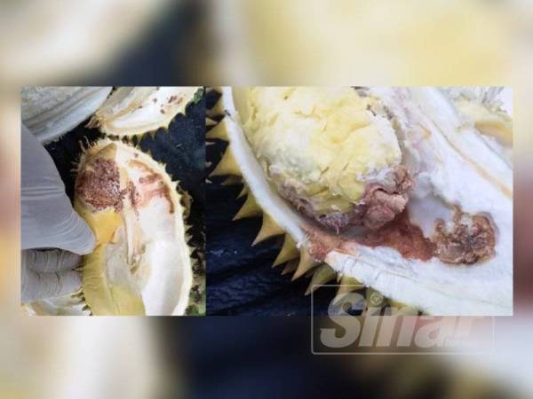 Sebahagian durian yang dibawa masuk dari Thailand dalam keadaan tidak memuaskan setelah diperiksa.
