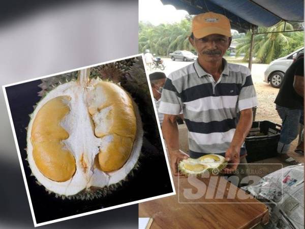 Aziz menunjukkan isi durian tekka yang tebal dan kuning. (Gambar kecil, durian tekka)