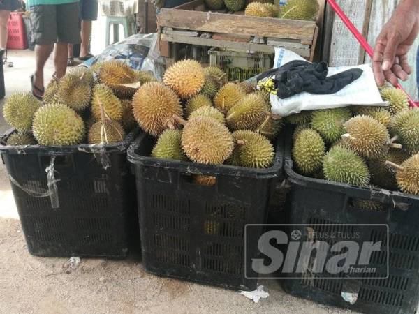 Peraih durian di Batu 6 Jalan Penerok-Kukup turut menawarkan pelbagai jenis durian segar.