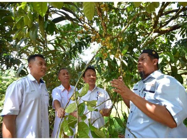 Mohd Anis (dua dari kanan) diiringi Fauzi (kanan) melihat hasil buah duku di kebun seorang usahawan duku FAMA di Kampung Durian Bador, Hulu Terengganu, semalam.